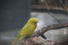 Photo ID: 043360, Budgerigar (99Kb)