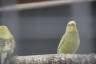 Photo ID: 043361, Budgies (95Kb)