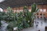 Photo ID: 043803, Ferns and Palms in a train station (199Kb)