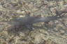 Photo ID: 045115, A juvenile lemon shark (174Kb)