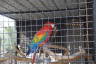 Photo ID: 045252, Whose a colourful bird (180Kb)