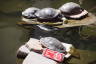 Photo ID: 045400, More turtles in the Flamingos ponds (137Kb)