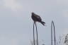 Photo ID: 047850, A Red Kite (71Kb)