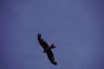 Photo ID: 047898, Red Kite high above the garden (59Kb)