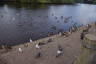 Photo ID: 048455, A gathering of geese (181Kb)