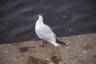 Photo ID: 048456, Gull (129Kb)