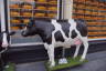 Photo ID: 048653, Dutch Cow (151Kb)