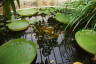 Photo ID: 048812, Lilly Pads (184Kb)