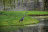 Photo ID: 049015, Heron on the hunt (199Kb)