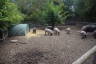 Photo ID: 049074, Tamworth piglets (215Kb)