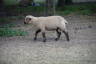Photo ID: 049077, Fluffy Sheep (178Kb)