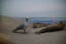 Photo ID: 049262, Seals and Seagull (101Kb)