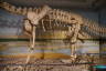 Photo ID: 049264, Body of the dino skeleton (156Kb)