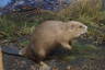 Photo ID: 049269, European Beaver (169Kb)