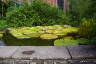 Photo ID: 049336, Warm water pond with lilies (227Kb)