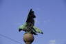 Photo ID: 050035, Eagle on a stone ball (78Kb)