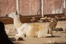 Photo ID: 050961, Lying Llama (154Kb)