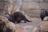 Photo ID: 050968, Otters Exploring (123Kb)