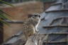 Photo ID: 050975, Comparing Meerkats (110Kb)