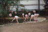 Photo ID: 050977, Flamingos (173Kb)