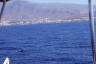 Photo ID: 051170, Whales and Mountains (165Kb)