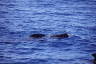 Photo ID: 051175, Short Fin Pilot Whale (183Kb)