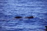 Photo ID: 051175, Short Fin Pilot Whale (183Kb)