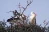 Photo ID: 051298, Storks nesting in the Alczar grounds (148Kb)