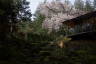 Photo ID: 051527, Japanese Gardens in bloom (197Kb)