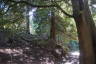 Photo ID: 051601, Along the Redwood trail (219Kb)