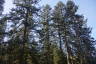 Photo ID: 051610, Fir trees standing tall (260Kb)