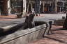 Photo ID: 051774, Seals in a fountain (168Kb)