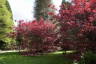 Photo ID: 052014, Red leaves in Spring (248Kb)