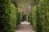 Photo ID: 052065, View down the hedges (167Kb)