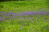 Photo ID: 052082, Bluebells (204Kb)