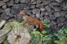 Photo ID: 052112, Wicker stoat (205Kb)