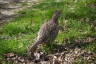 Photo ID: 052123, A female Pheasant (232Kb)