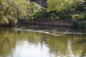 Photo ID: 052145, Ducks on the pond (191Kb)