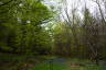 Photo ID: 052246, Paths being rewilded (252Kb)