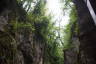 Photo ID: 052501, Trees above the gorge (198Kb)
