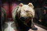 Photo ID: 052594, Not a happy bear (116Kb)