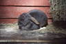Photo ID: 053330, A sleeping bunny (168Kb)