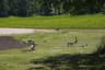 Photo ID: 053334, Even the geese bring their kids to the beach (190Kb)