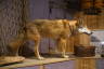 Photo ID: 053554, Wolf (147Kb)