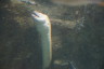 Photo ID: 053716, Its alive! (112Kb)