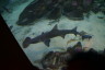 Photo ID: 053720, A small shark (127Kb)