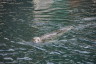 Photo ID: 053734, Swimming towards us (182Kb)
