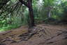 Photo ID: 053948, Watch out for those roots (239Kb)