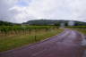 Photo ID: 053972, Pinot Noir on the approach (126Kb)