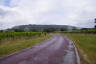 Photo ID: 053974, Approach road to Denbies Wine Estate (133Kb)